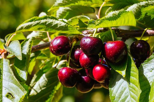 Fresh cherries after a rain shower, ready to be picked in Victoria, Australia