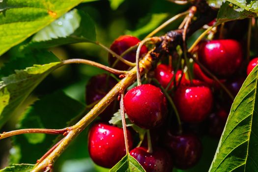 Fresh cherries after a rain shower, ready to be picked in Victoria, Australia