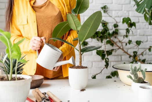 Home gardening. Female gardener watering a young ficus plant