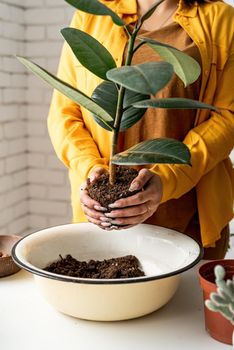 Home gardening. Female gardener in yellow clothestaking care of the plants transplanting a young ficus plant into a new flowerpot