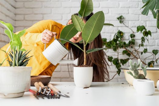 Home gardening. Female gardener in yellow clothestaking care of the plants transplanting a young ficus plant into a new flowerpot