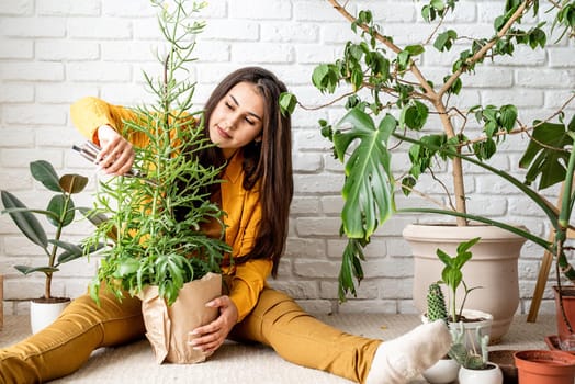 Home gardening. Woman gardener taking care of her home garden kalanchoe plant