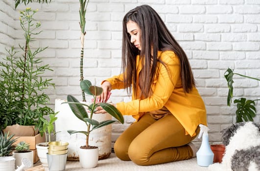 Home gardening. Woman gardener taking care of her home garden plants