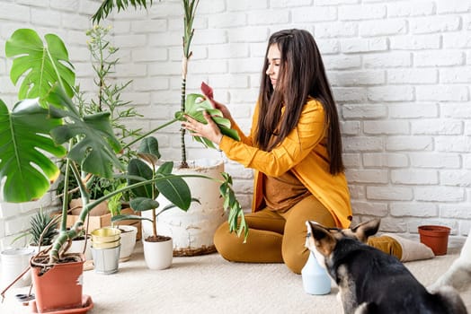 Home gardening. Woman gardener taking care of her home garden plants