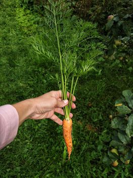 Close Up view Of Urban Farmer Harvesting Organic Carrots in the farden , organic farming concept.