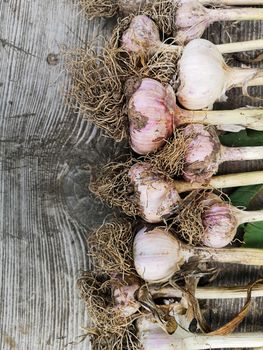 Freshly Picked Garlic Bulbs on a wooden and Dirt Background. organic farming concept.