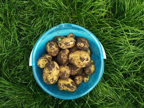 Blue bucket with fresh organic potatoes on the green grass, organic farming concept.