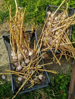 Freshly harvested garlic lies in boxes on the ground in the garden, along with roots and leaves
