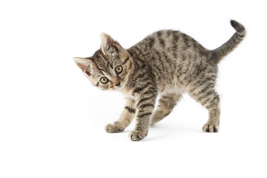 Small tabby (European Shorthair) kitten isolated on white background.