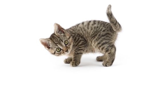 Small tabby (European Shorthair) kitten isolated on white background.