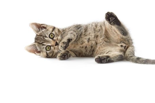 Small tabby (European Shorthair) kitten isolated on white background.