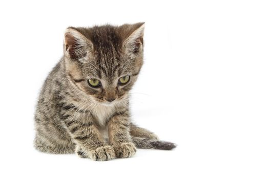 Small tabby (European Shorthair) kitten isolated on white background.