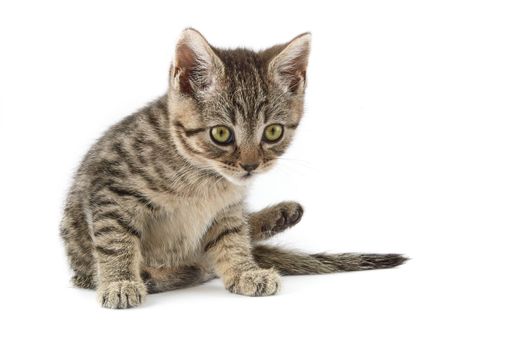 Small tabby (European Shorthair) kitten isolated on white background.