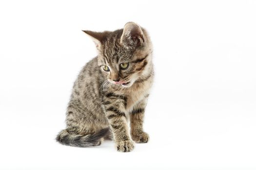 Small tabby (European Shorthair) kitten isolated on white background.