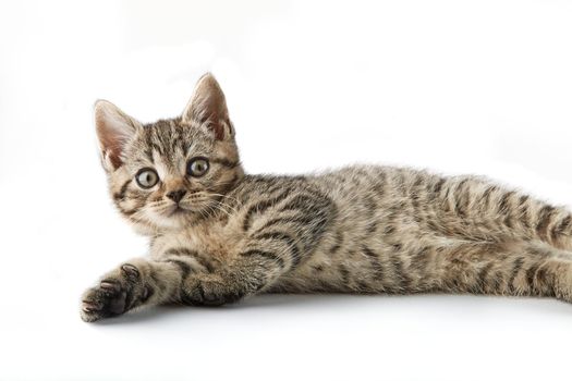 Small tabby (European Shorthair) kitten isolated on white background.