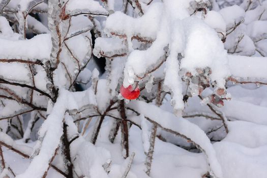 Heavy, icy tree branches in winter with a red apple on the branch. Fluffy snow on a branch. Season of the year, climate change.