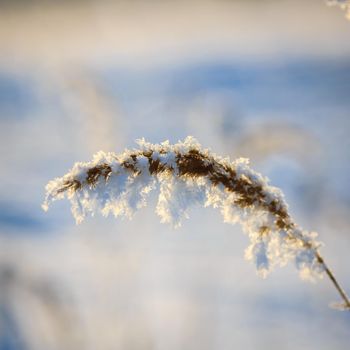 Spikelets and branches covered with frost and fluffy snowflakes in a meadow, on a sunny day at sunset. Close-up. Season of the year, winter time