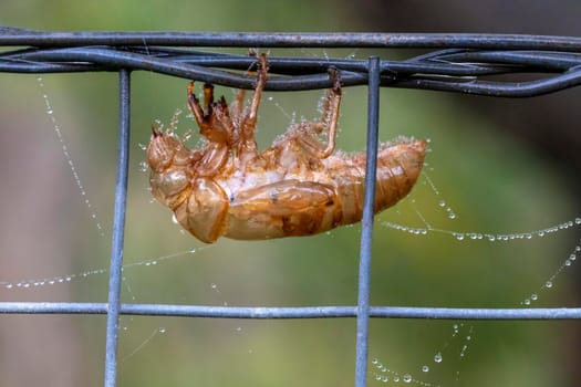 A dead Cicada on a fence near a spider web