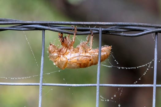 A dead Cicada on a fence near a spider web