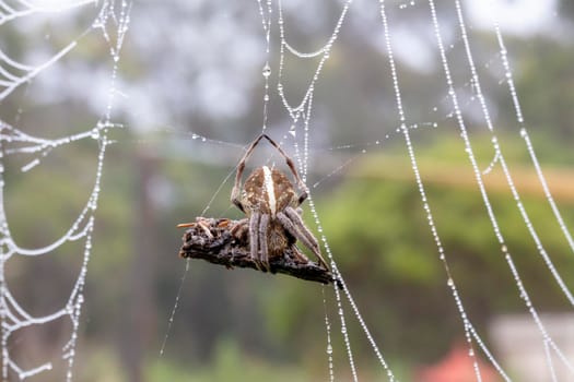 A large spider web covered with water drops in a domestic garden