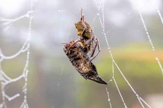 A large spider in a web covered with water drops in a domestic garden