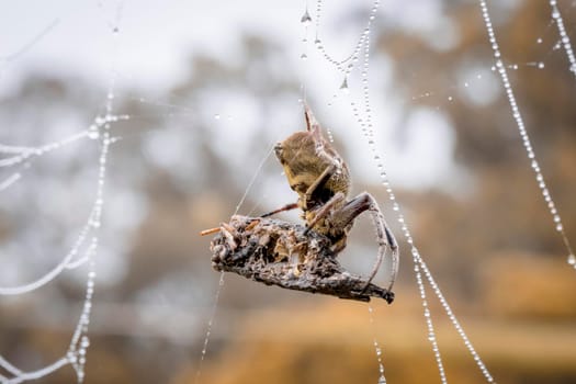 A large spider web covered with water drops in a domestic garden