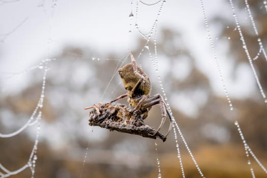 A large spider web covered with water drops in a domestic garden