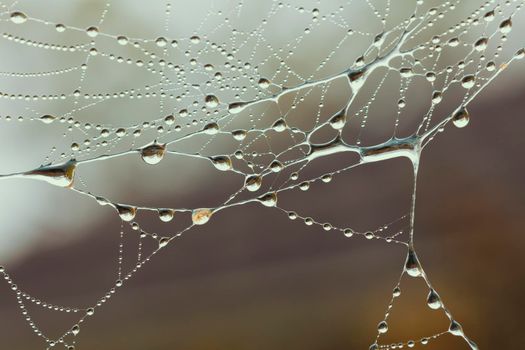 A large spider web covered with water drops in a domestic garden