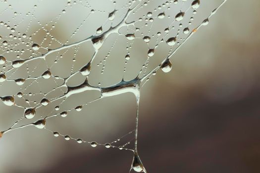 A large spider web covered with water drops in a domestic garden