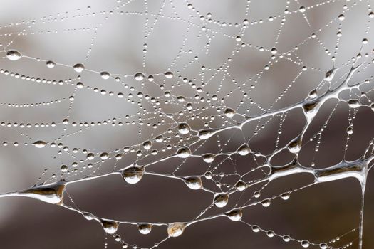 A large spider web covered with water drops in a domestic garden