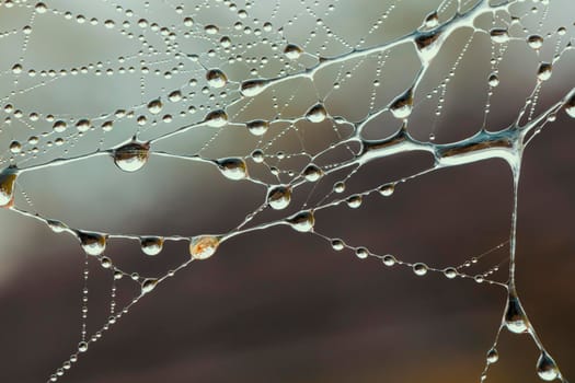 A large spider web covered with water drops in a domestic garden