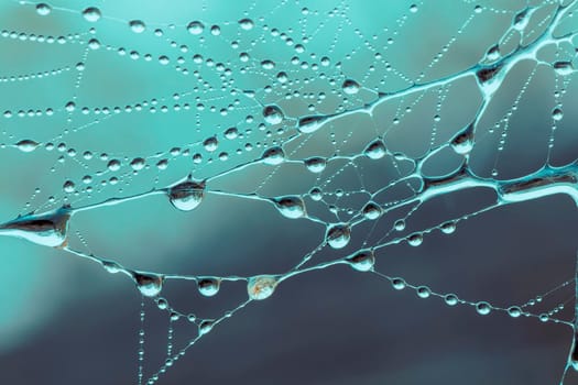 A large spider web covered with water drops in a domestic garden