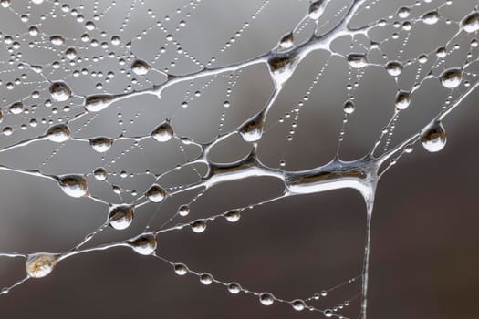 A large spider web covered with water drops in a domestic garden