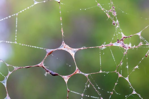 A large spider web covered with water drops in a domestic garden