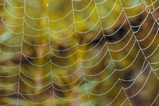 A large spider web covered with water drops in a domestic garden