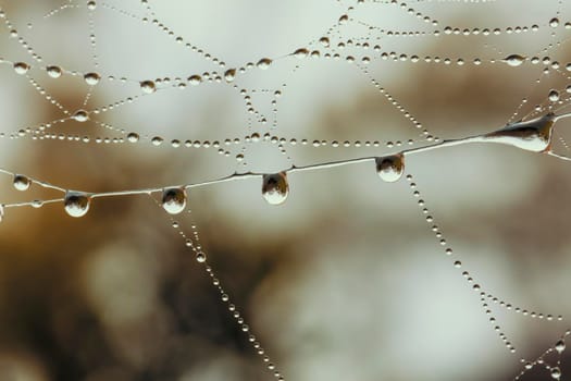 A large spider web covered with water drops in a domestic garden