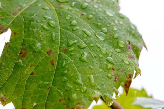 Waterdrops on a large green leaf in a domestic garden