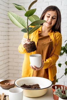 Home gardening. Female gardener in yellow clothestaking care of the plants transplanting a young ficus plant into a new flowerpot