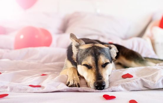 Puppy slipping on the bed with red baloons and hurt shapes