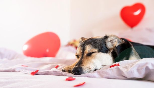 Puppy slipping on the bed with red baloons and hurt shapes