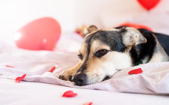 Puppy slipping on the bed with red baloons and hurt shapes