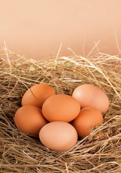 pile of brown eggs in a nest