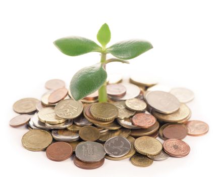 Young sprout from a pile of coins. Concept for investments.