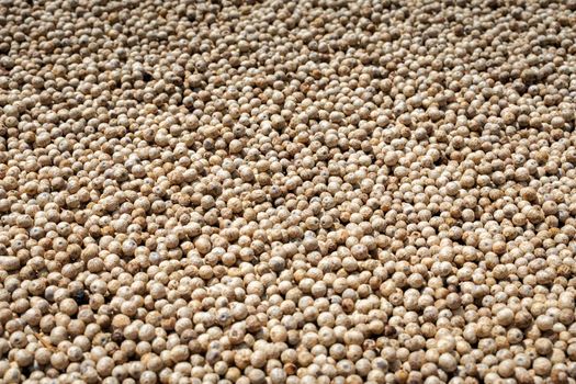 many asian white peppercorns drying in the sun background image