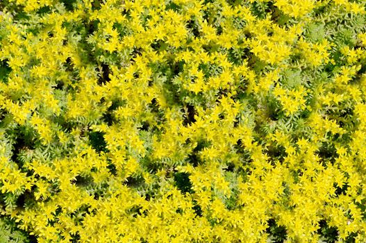 Close-up of small needle-shaped yellow flowers in the open air.Texture or background