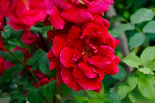 Red garden roses outdoor close-up in summer season.Texture or background