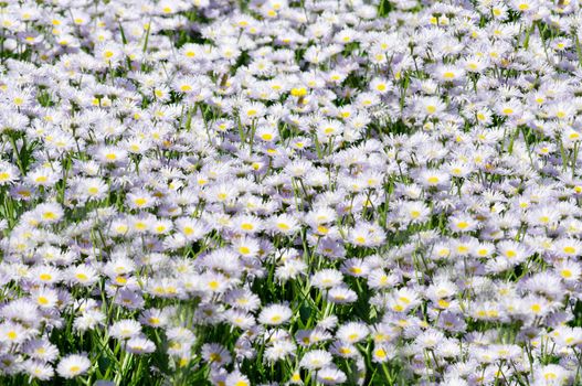 Wildflowers bloom in the open air meadow in the summer.Texture or background