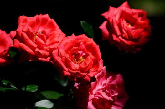 Red roses blooming in the garden in the summer close-up.Texture or background