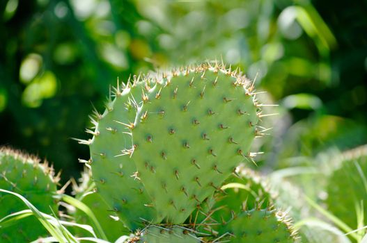 Green flat rounded cactus cladodes close up on a background of stones.Texture or background