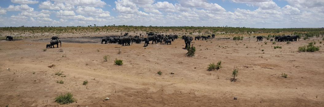 Panorama from a herd of elephants around a waterpool at Khaudum National Park in Namibia